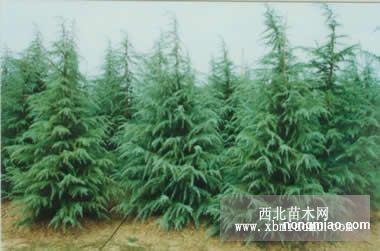 雪松最新报价及市场趋势深度解析，实践数据揭示未来展望